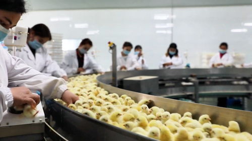 墨玉县构建全链条鸡肉供应体系 从牧场到餐桌的安全与品质保障