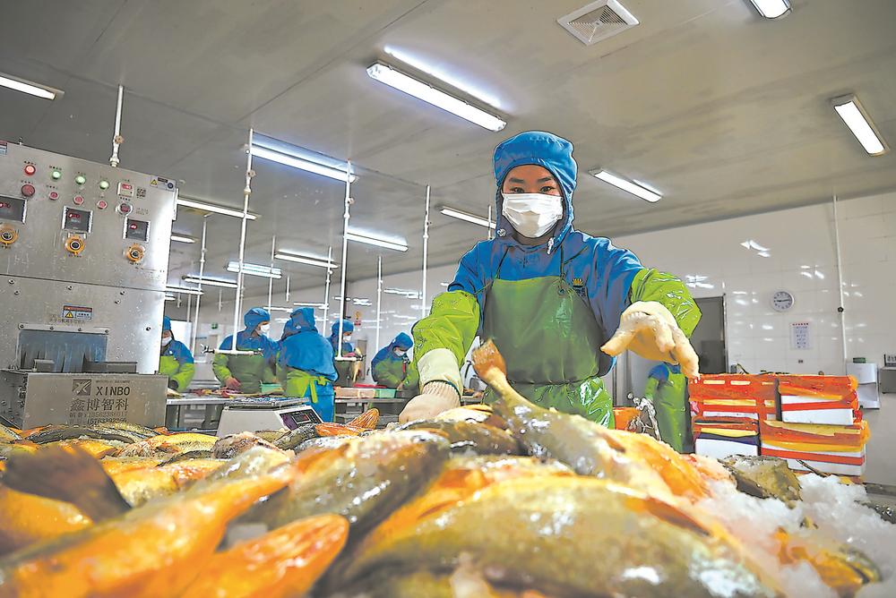 宁德蕉城水产企业出口忙